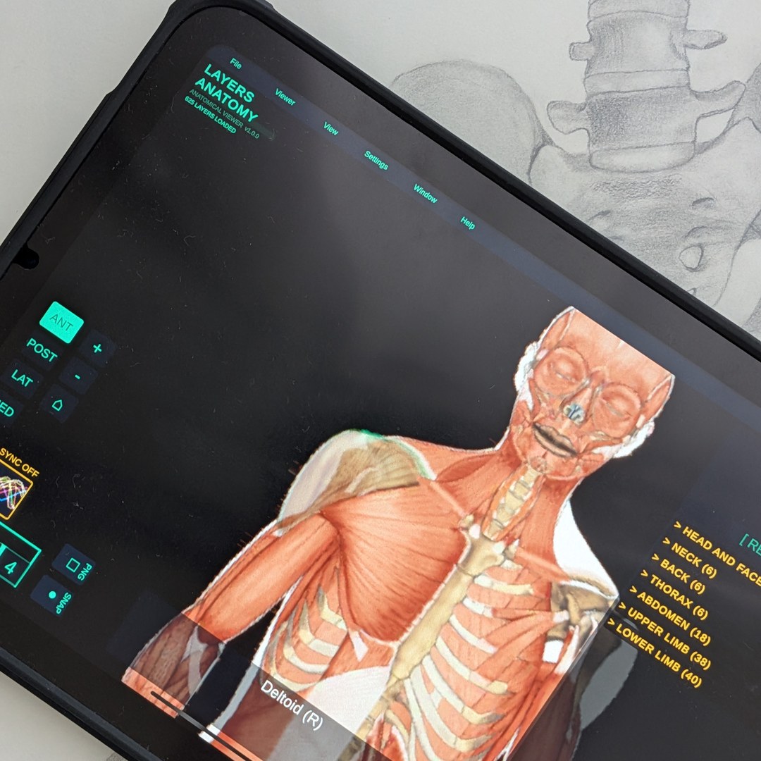LAYERS ANATOMY